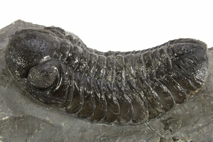 Detailed Austerops Trilobite - Ofaten, Morocco #325977